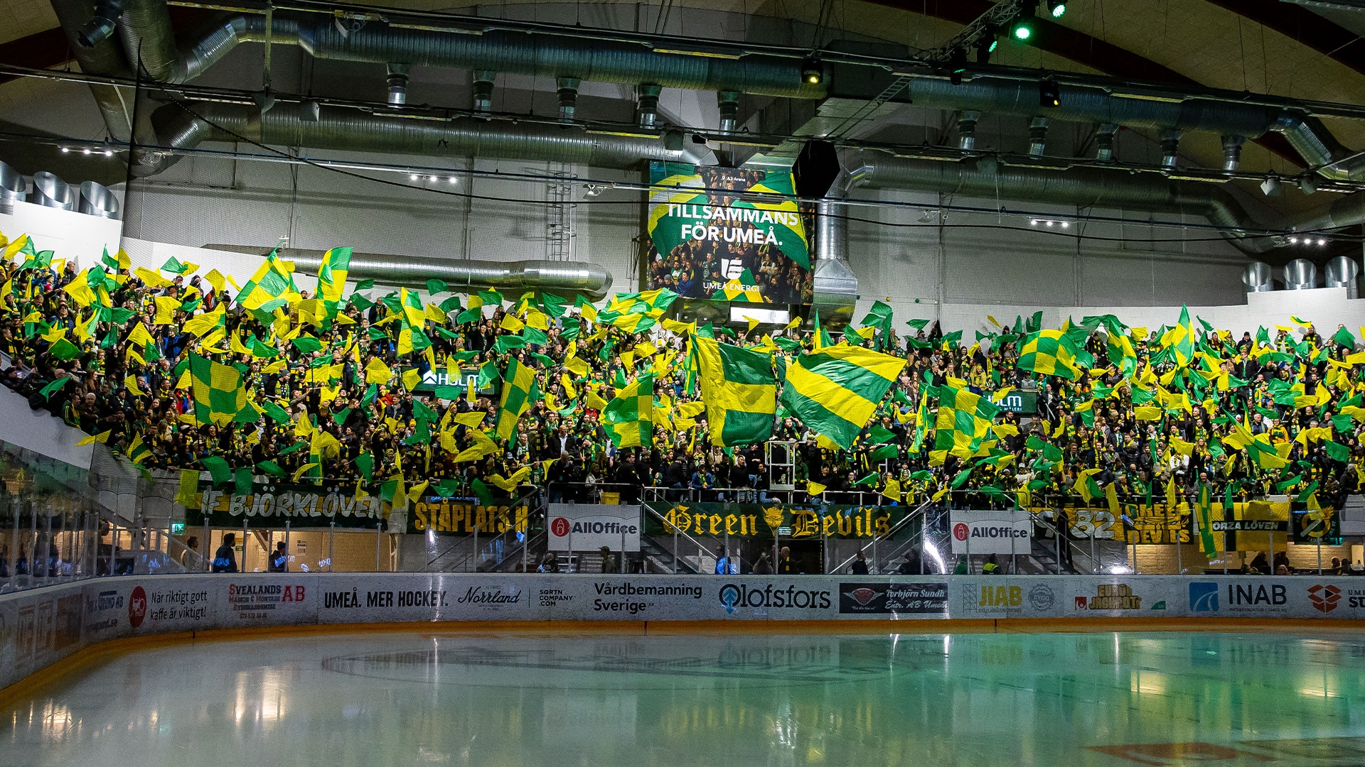Björklöven publik
