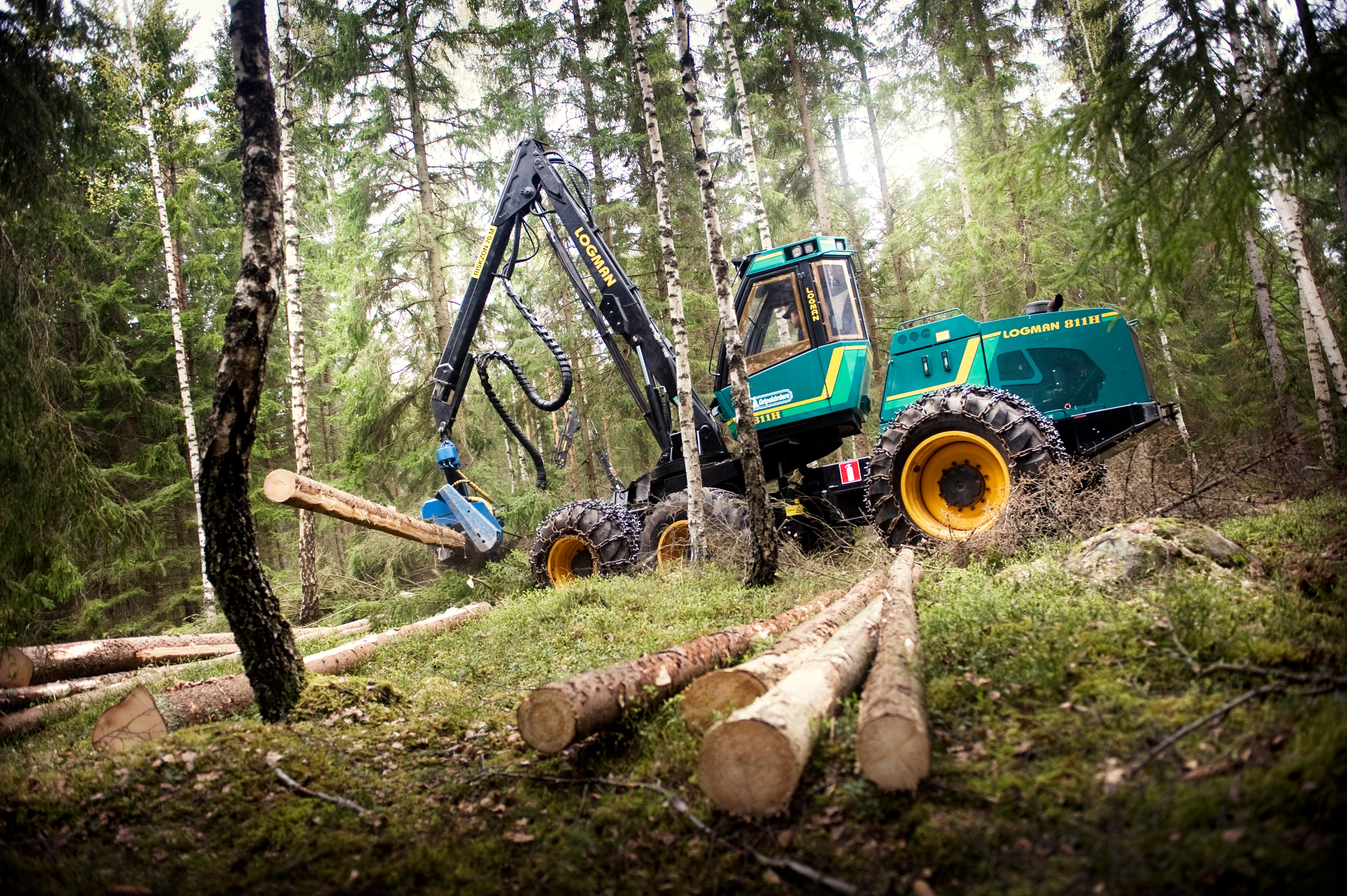 Nya förslaget: Så ska fler våga satsa på skogen 