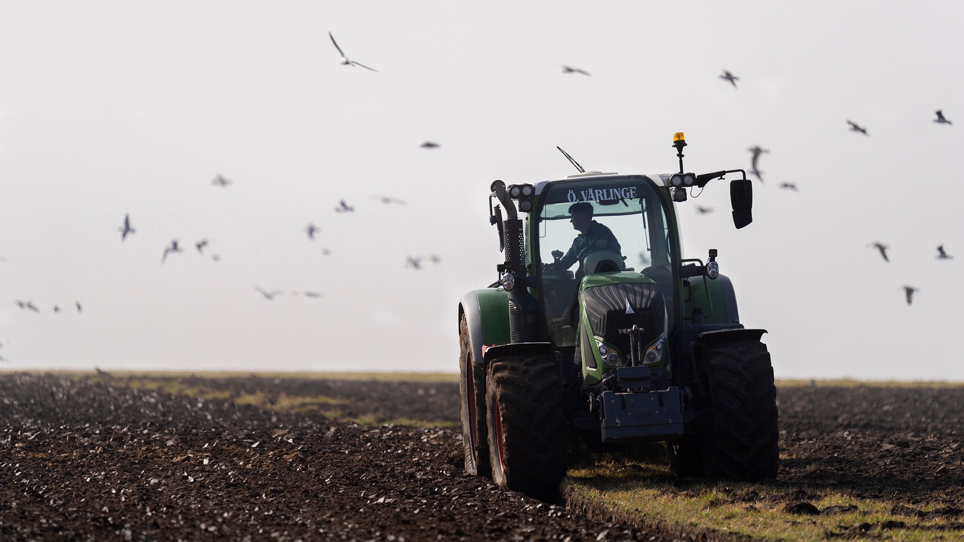 En traktor plogar en åker medan fåglar flyger omkring.