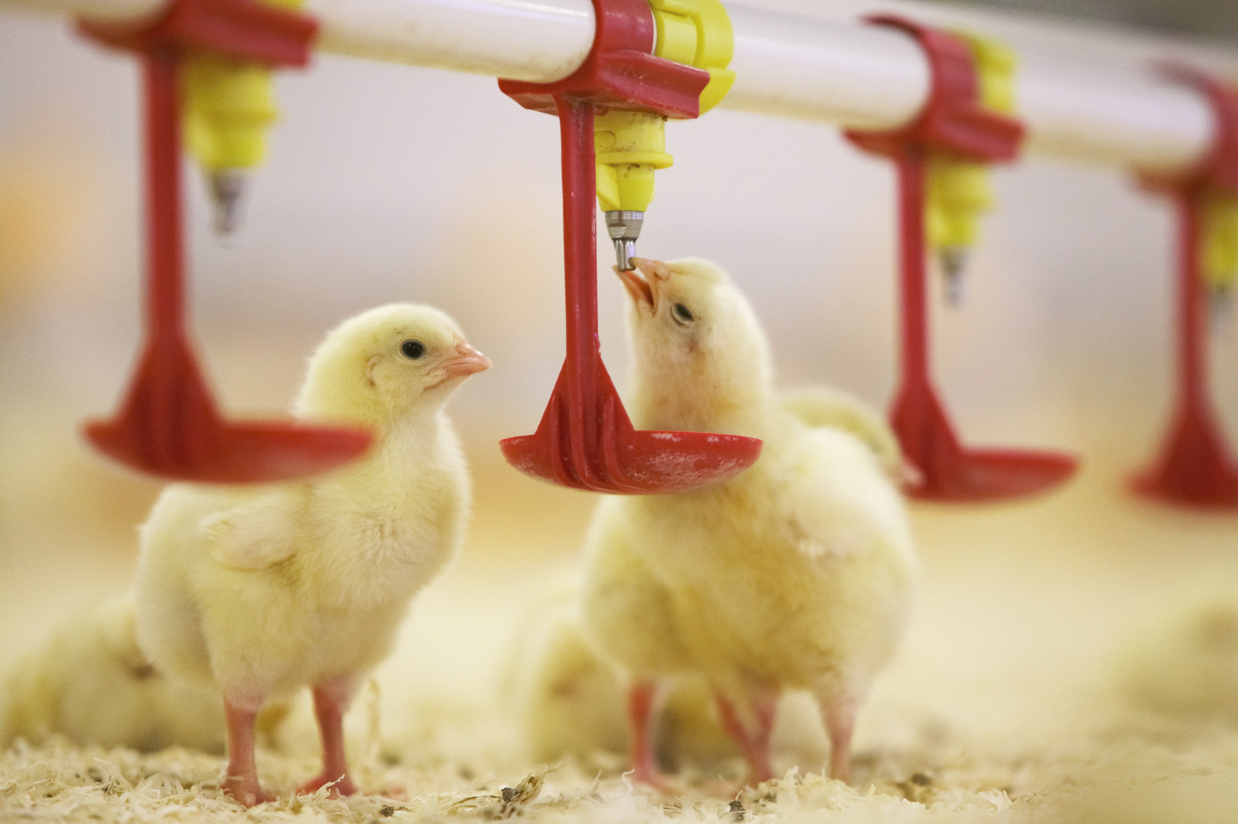 Scandi Standard förvärvar danska Danbroiler