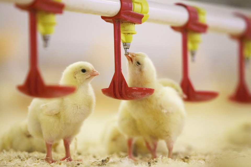 Unga kycklingar i ett modernt lantbruk med automatiska foderingsanordningar