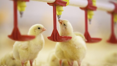 Scandi Standard förvärvar danska Danbroiler