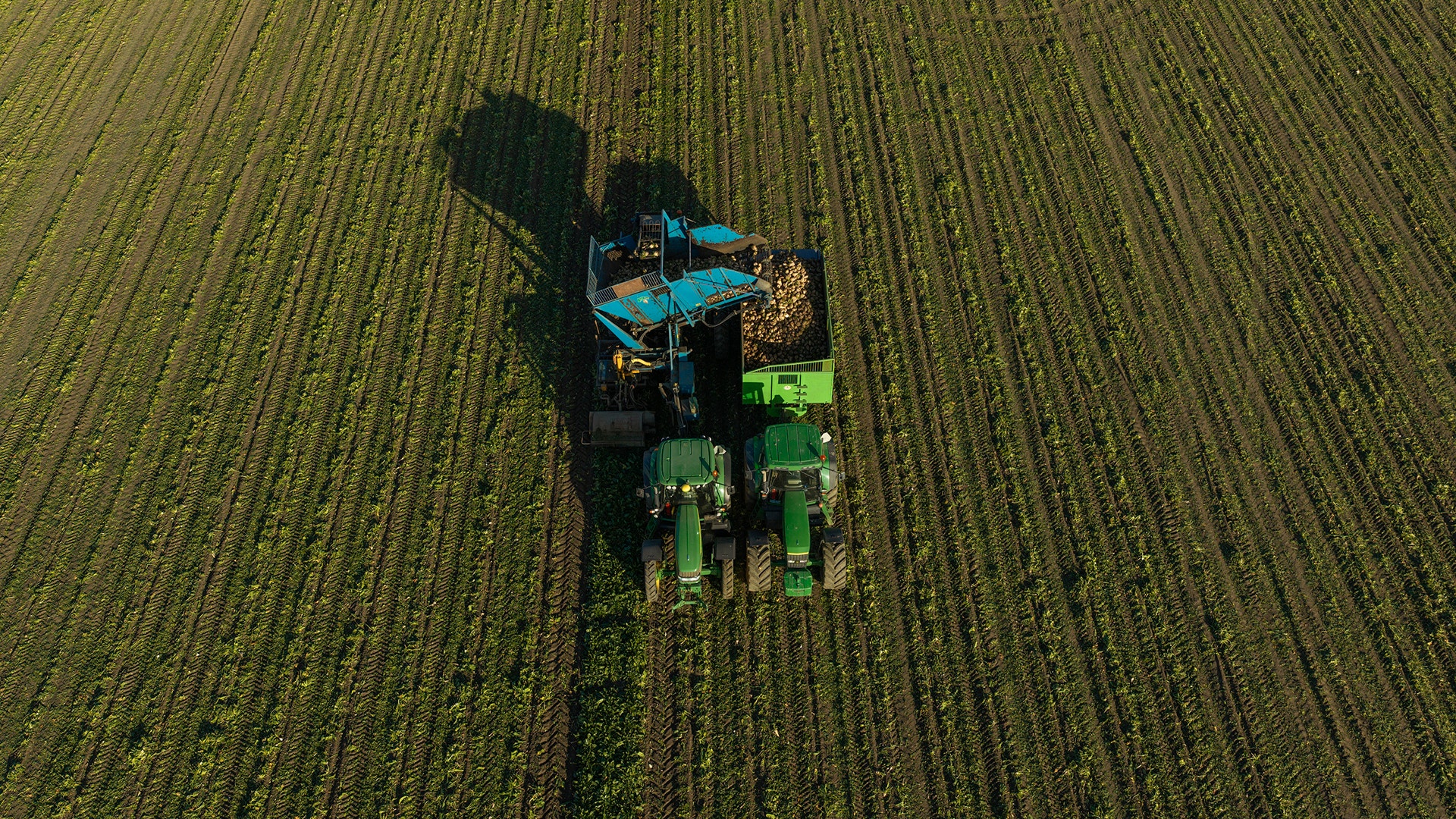 Flygfoto av en traktor med skördemaskin som skördar sockerbetor på ett stort fält.