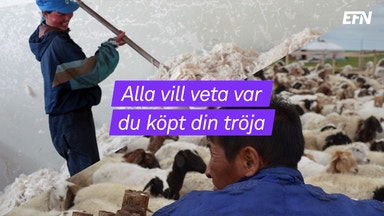 Billig kashmir en miljöbov