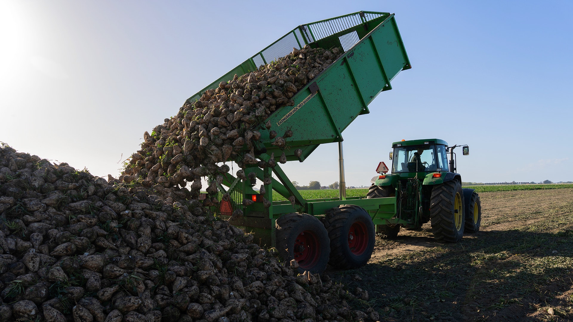 En traktor med släp tippar en stor hög med sockerbetor på ett fält en solig dag.