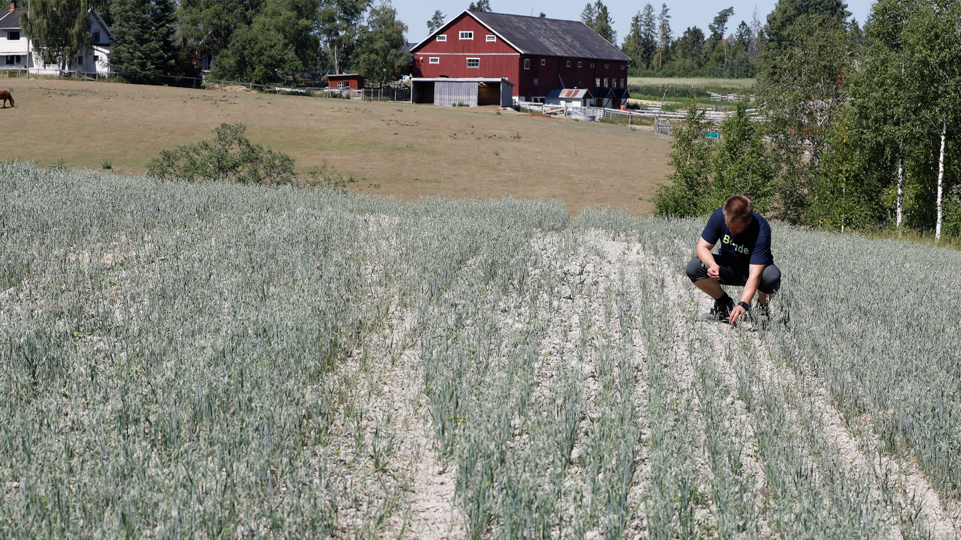 Vattenbrist nytt hot mot bönderna – kan bli värre än 2018