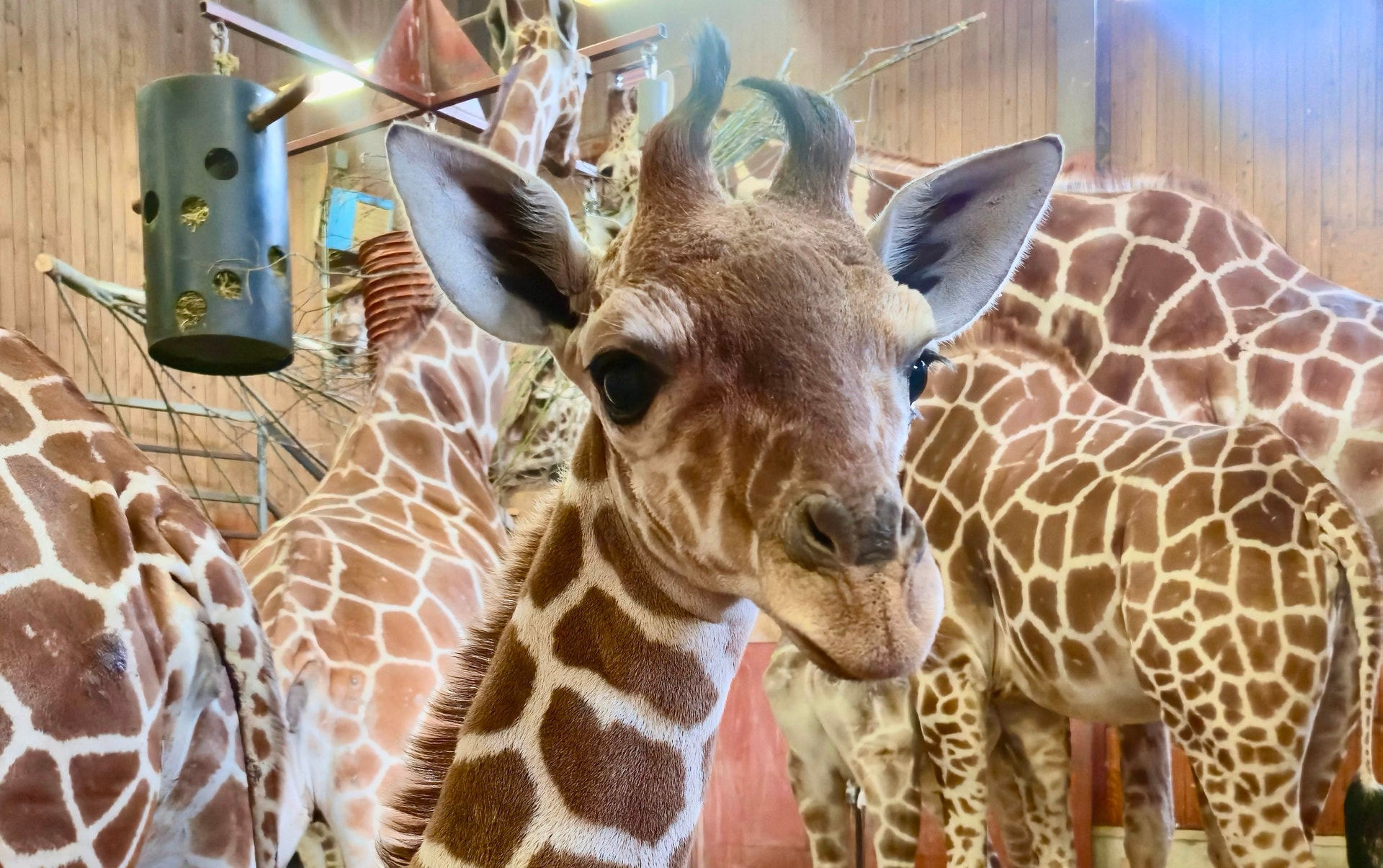 En ung giraffkalv som äter från en foderautomater