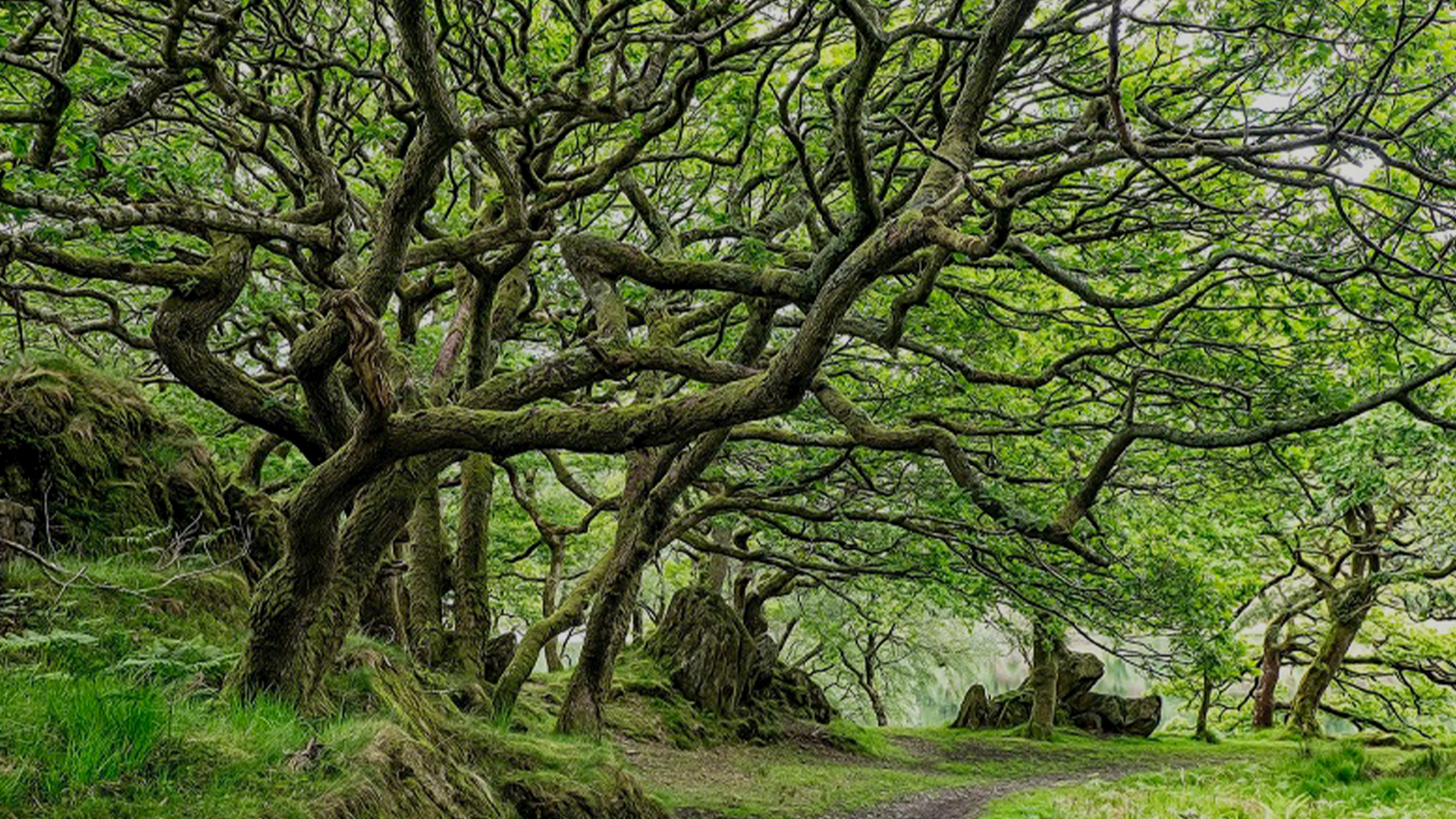 Martin Blomgren: Revanschchans i ratat Storskogen – köp