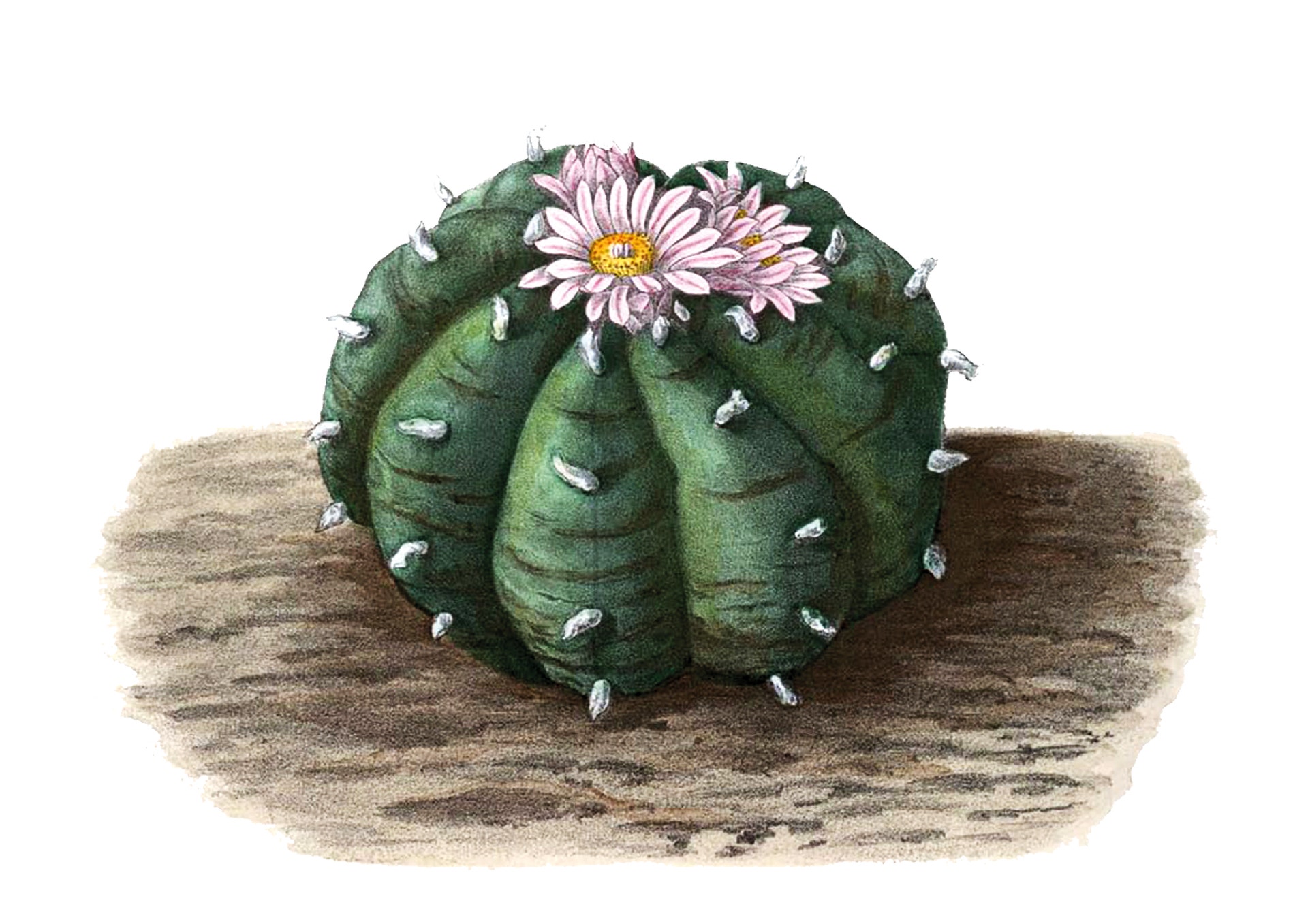 Peyote