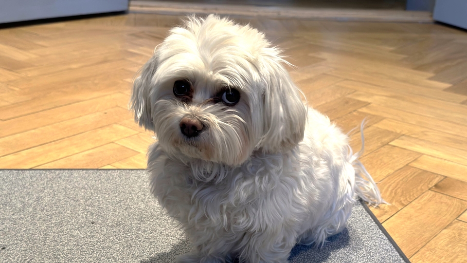 Lena Aplers hund Amber