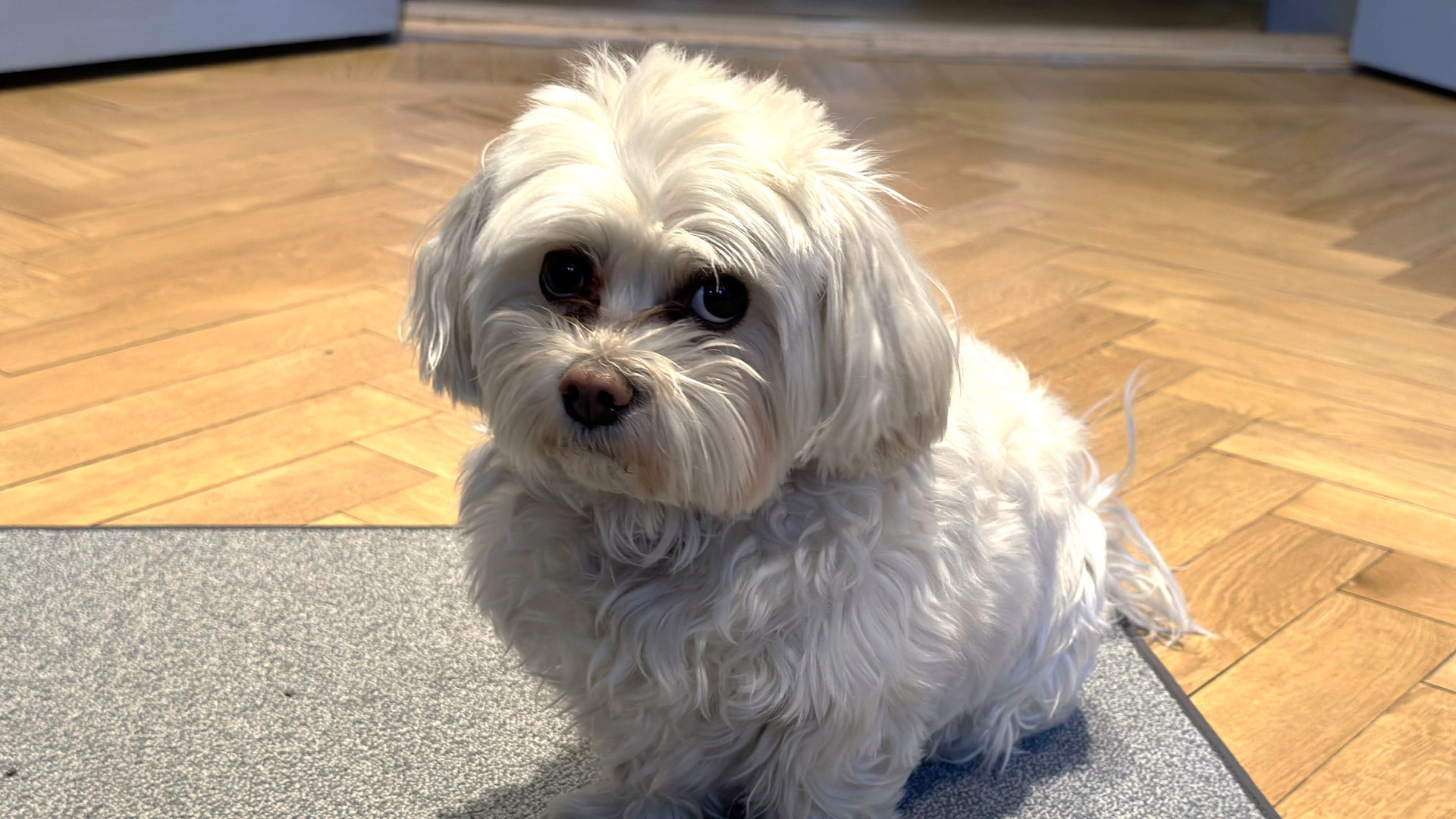 Lena Aplers hund Amber