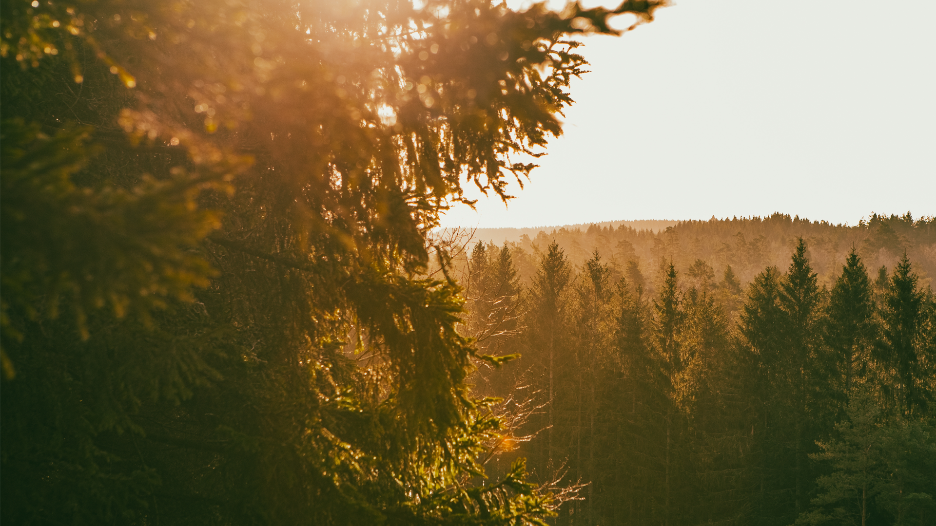 Prisrally för skogsfastigheter: "Man tror på skog som investering"
