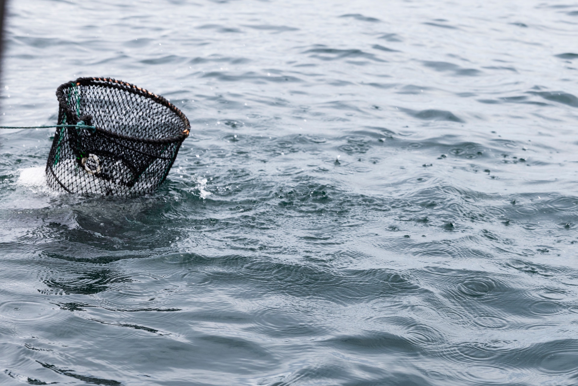 En fiskebur i vattnet för att fånga eller lagra kräftor.