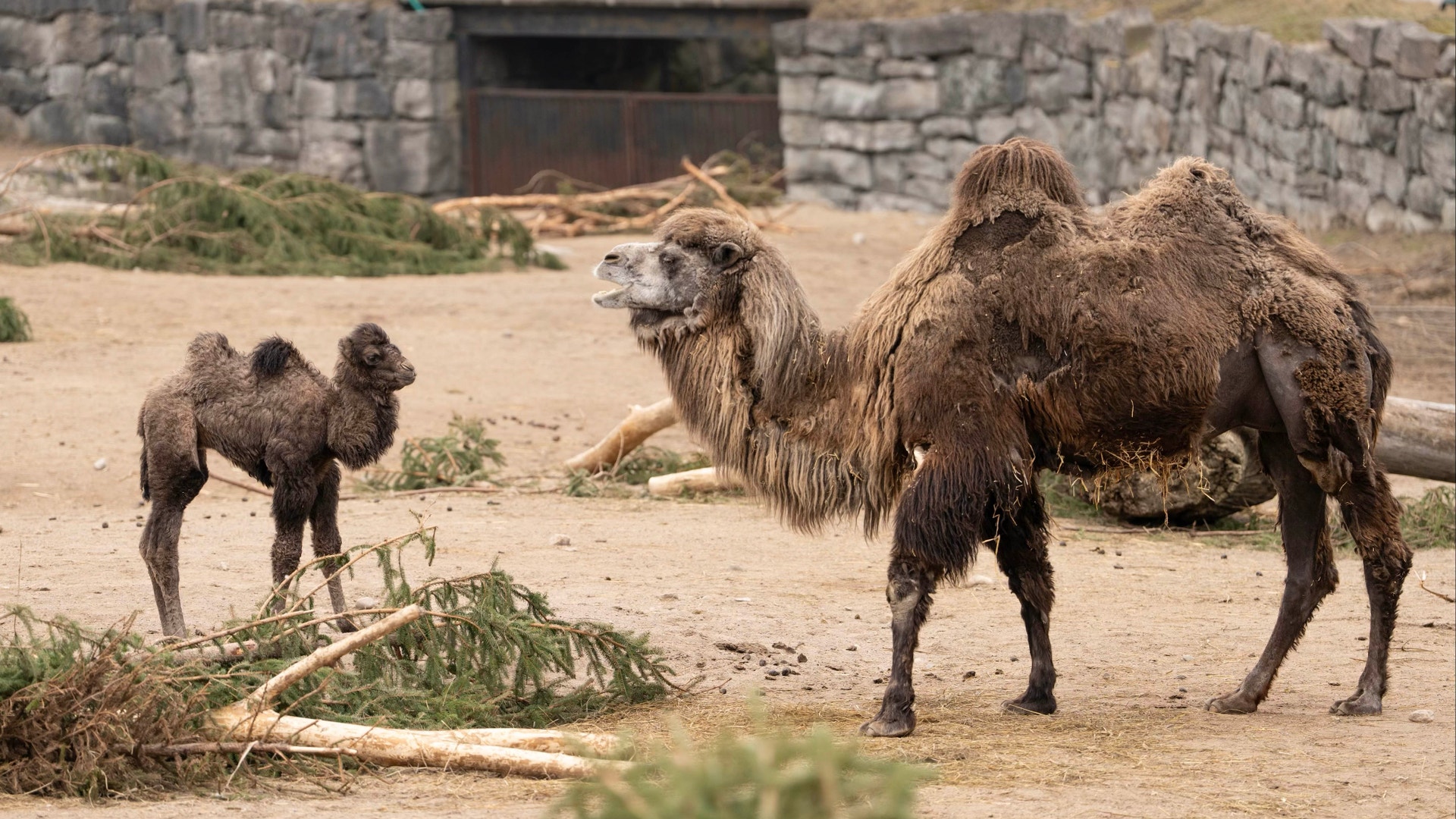 Två kameler i en sandöversållad inhägnad. En ung kamel står till vänster och en vuxen kamel står till höger med stenmurar i bakgrunden.
