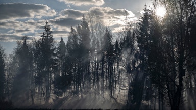 Ellinor Beckett: Förstoringsglas behövs för att se ljusglimtar i skogsrapporterna