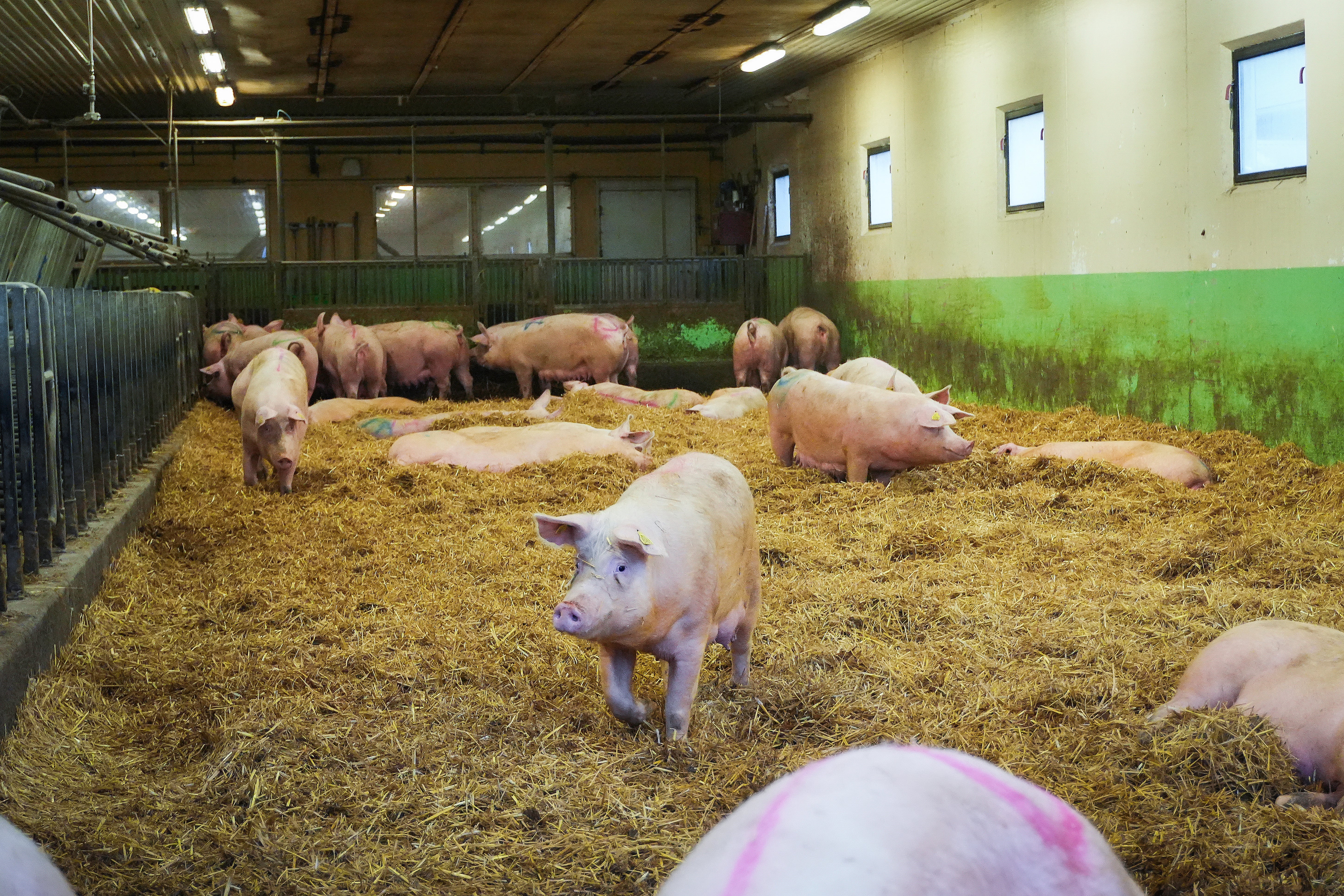 Grisar i ett inomhusstall med halm på golvet och gröna väggpaneler.