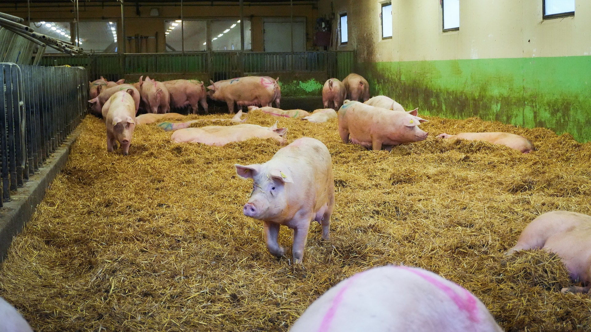 Grisar i ett inomhusstall med halm på golvet och gröna väggpaneler.