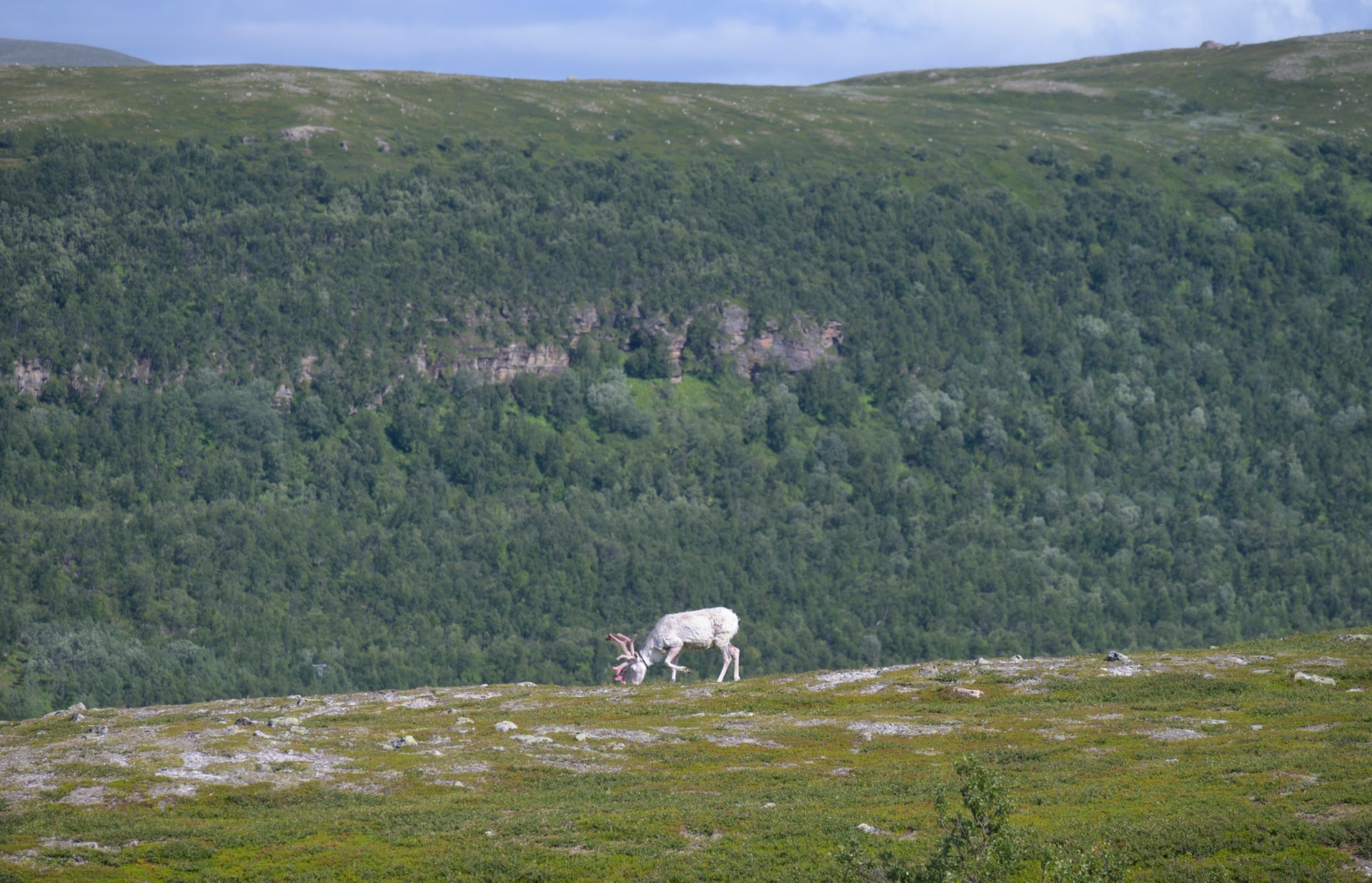 En ren betar på ett kalfjäll med skogklädda berg i bakgrunden.