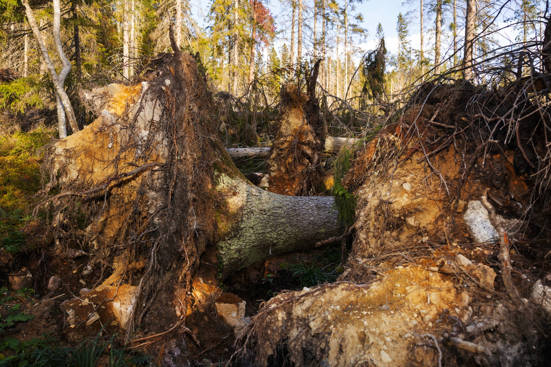 Omkullblåsta träd med uppryckta rötter i en skog.