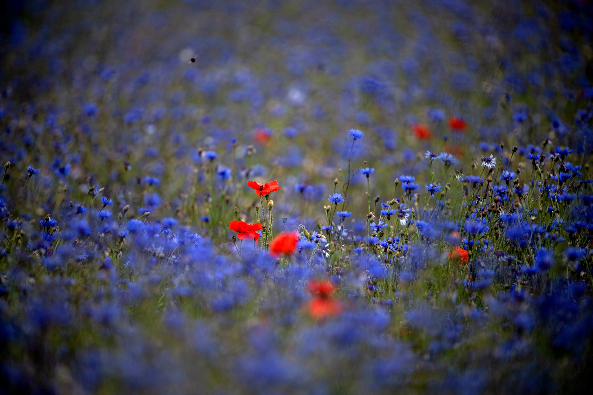 En blomsteräng med röda vallmor och blåa blommor. Många blommor är suddiga i bakgrunden medan några är skarpa i förgrunden.