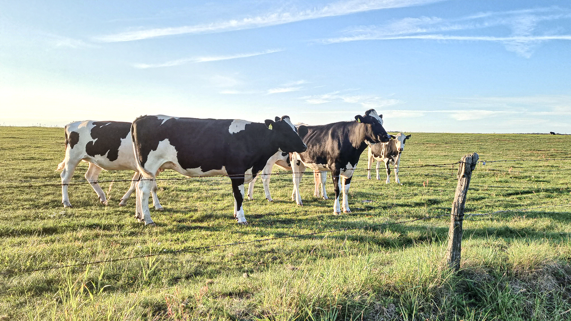 Bra skördar ger svenska lantbrukare rekordutdelning 