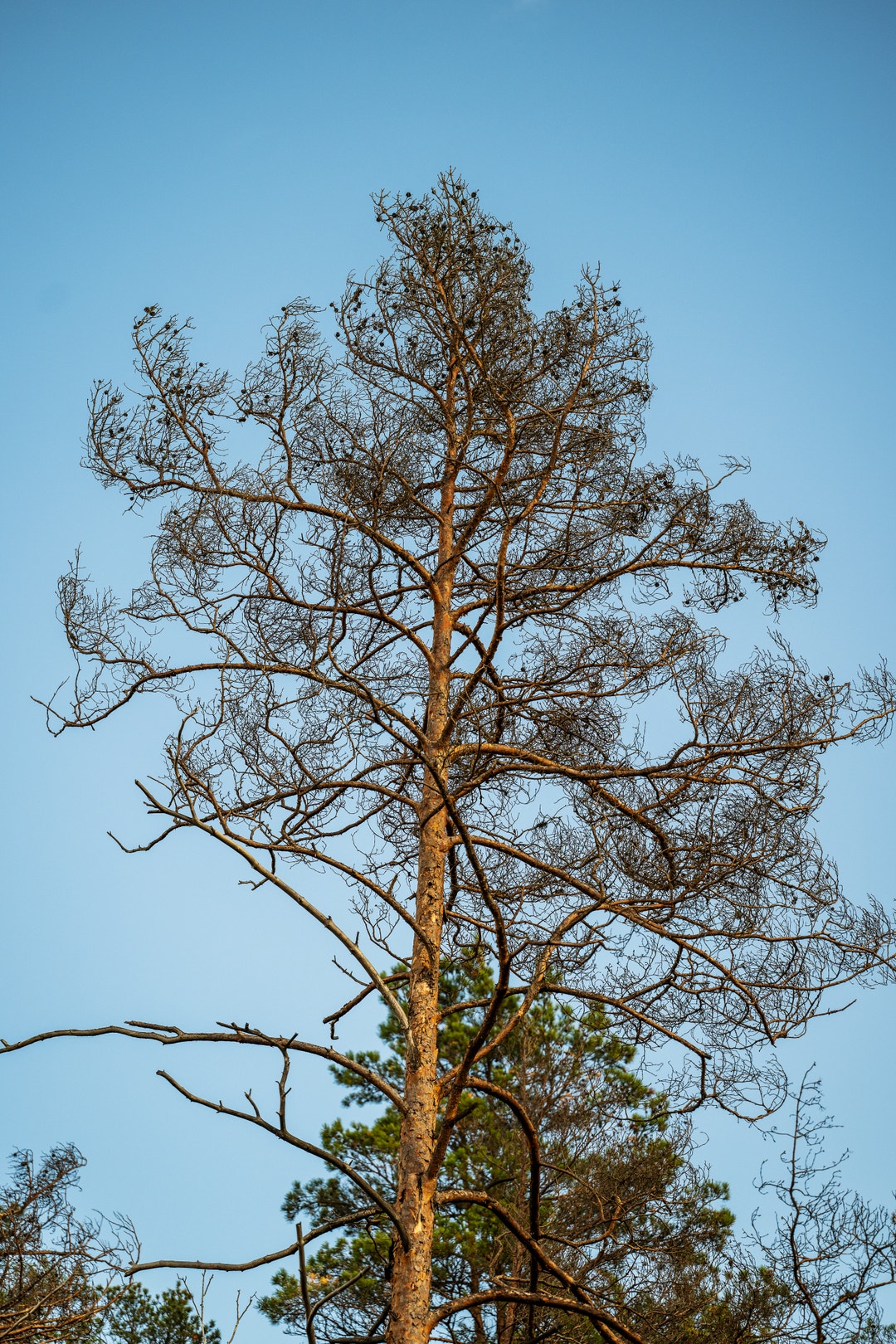 Ett högt tallträd med kal, bar krona mot en klarblå himmel.