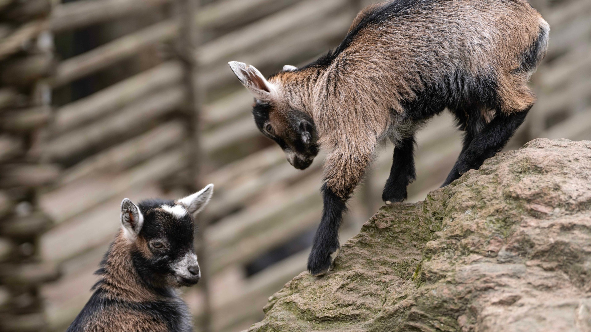 Två unga getter på en stenig yta