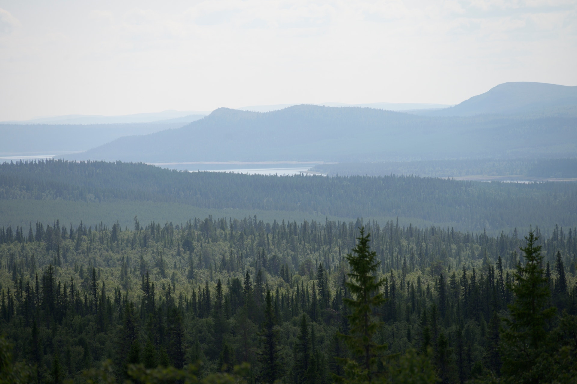Vidsträckt skogslandskap med barrskog, en sjö och dimmiga berg i bakgrunden.