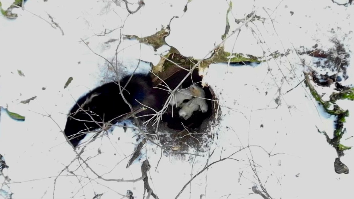 Nyfödda järvar Kolmården