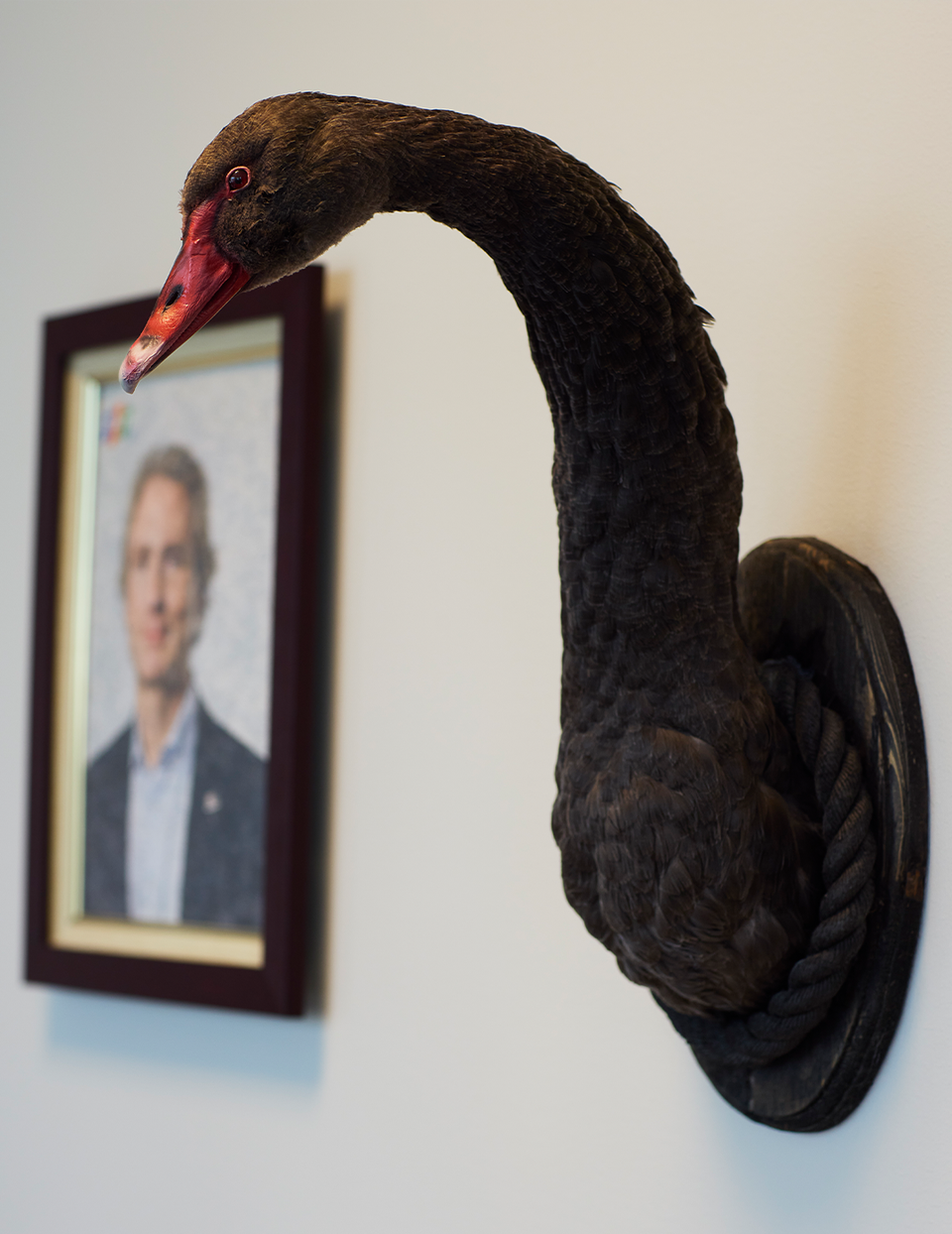 Bakom Erik Selin hänger en svart uppstoppad svan på väggen. Det ser ut som en tittar in i kameran. 