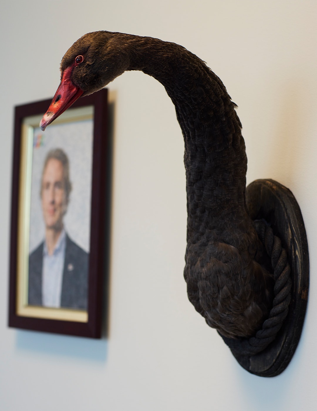 Bakom Erik Selin hänger en svart uppstoppad svan på väggen. Det ser ut som en tittar in i kameran. 