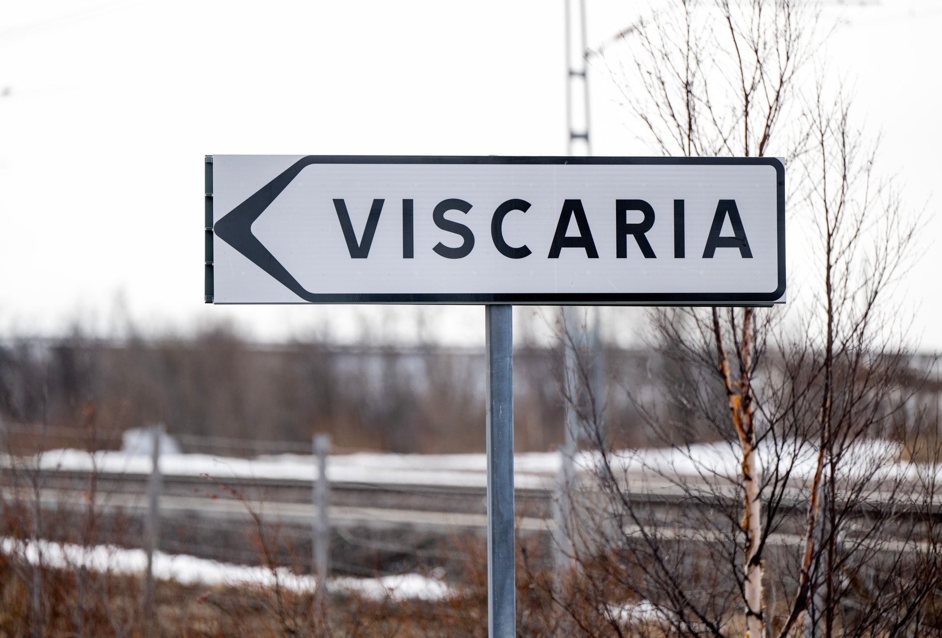 Viscaria