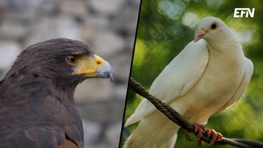 Det här är hökar och duvor