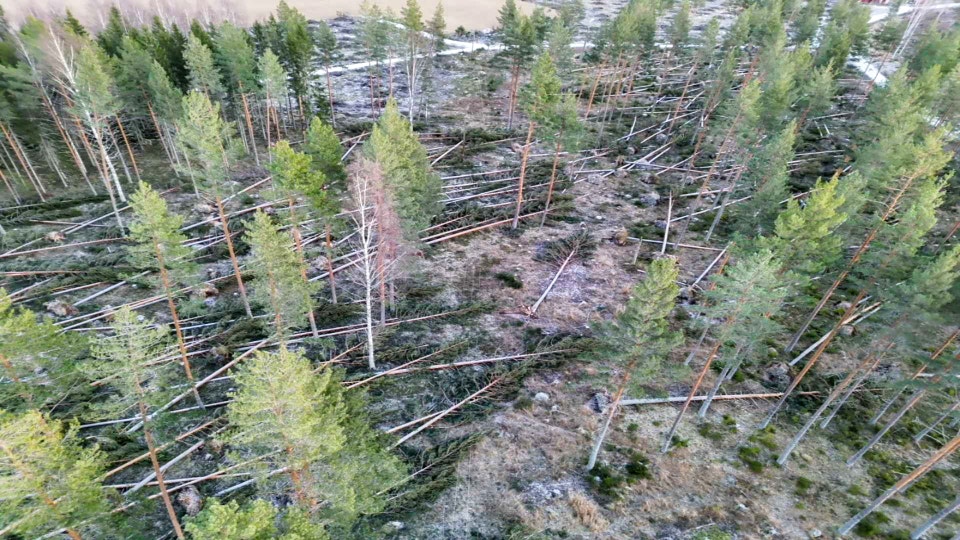 Nedfällda träd efter stormen Johannes.