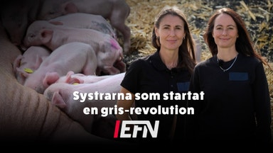 Rörligt golv för grisar – ny svensk exportsuccé