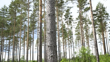 Skogsindustrin lovar grön revolution – börsen köper den inte