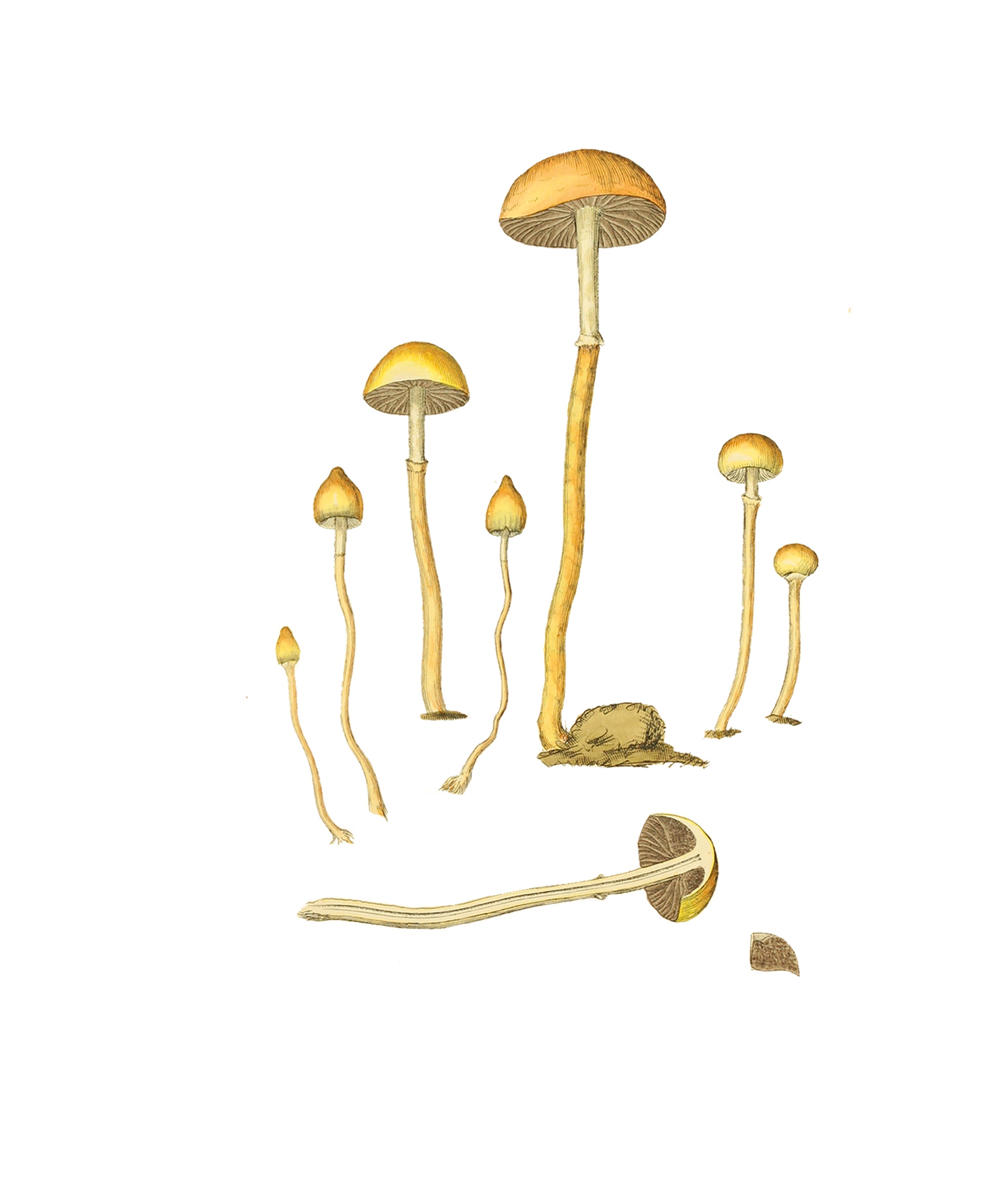 Botanisk illustration av flera små svampar i olika storlekar och utvecklingsstadier, ritade i gula och bruna toner.