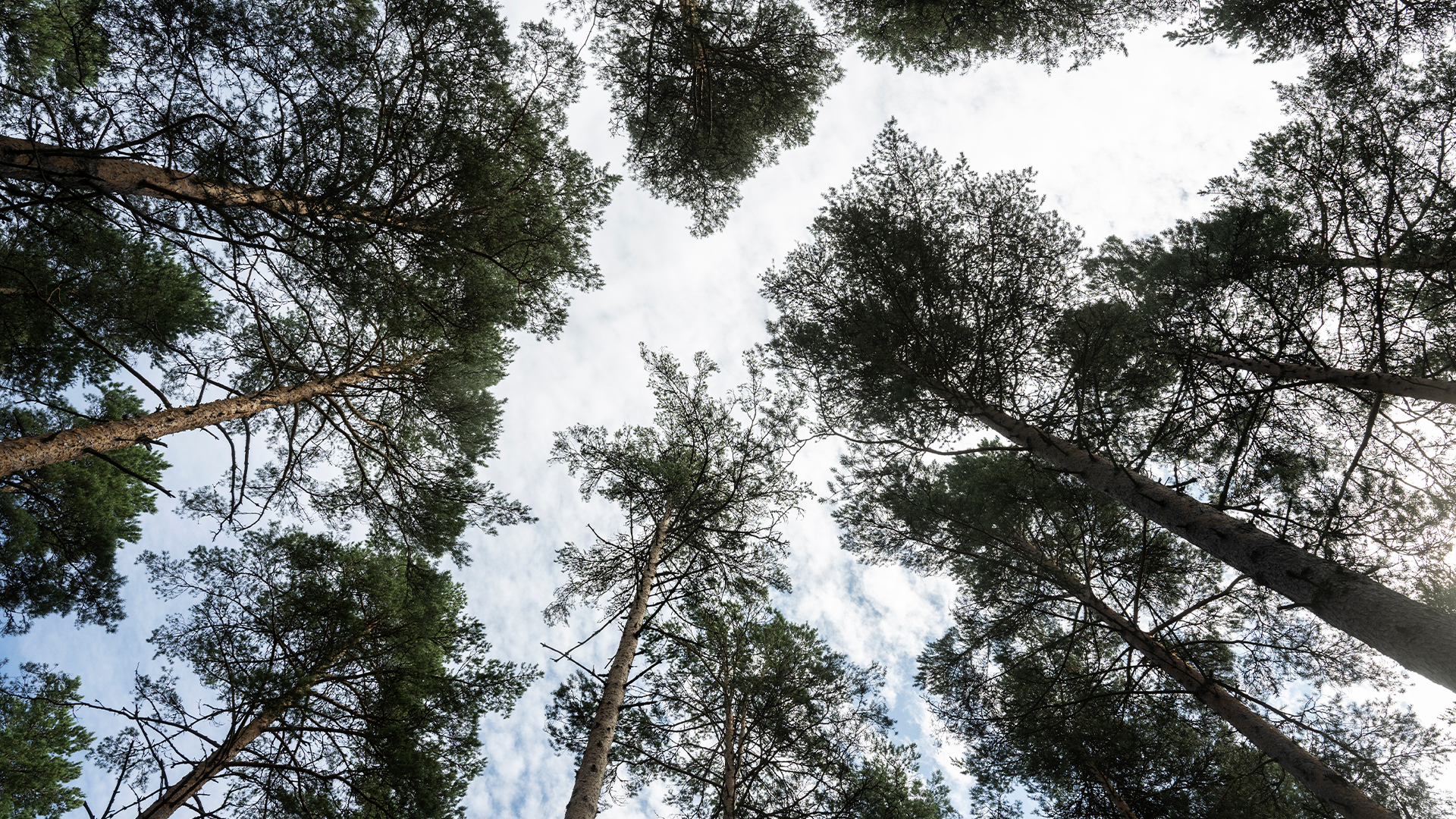 Krisen i skogen eskalerar: ”Det blev spiken i kistan”