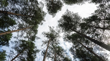 Krisen i skogen eskalerar: ”Det blev spiken i kistan”