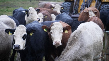 Blir köttbrist i flera år – priserna ökat rejält