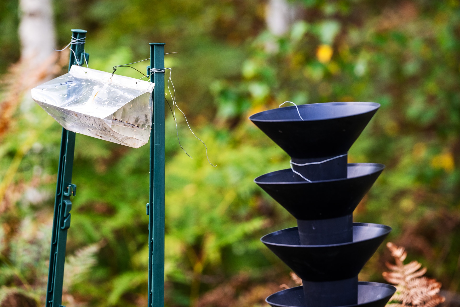 Insektsfällor i en skog, uppsatta för att övervaka och fånga barkborrar.