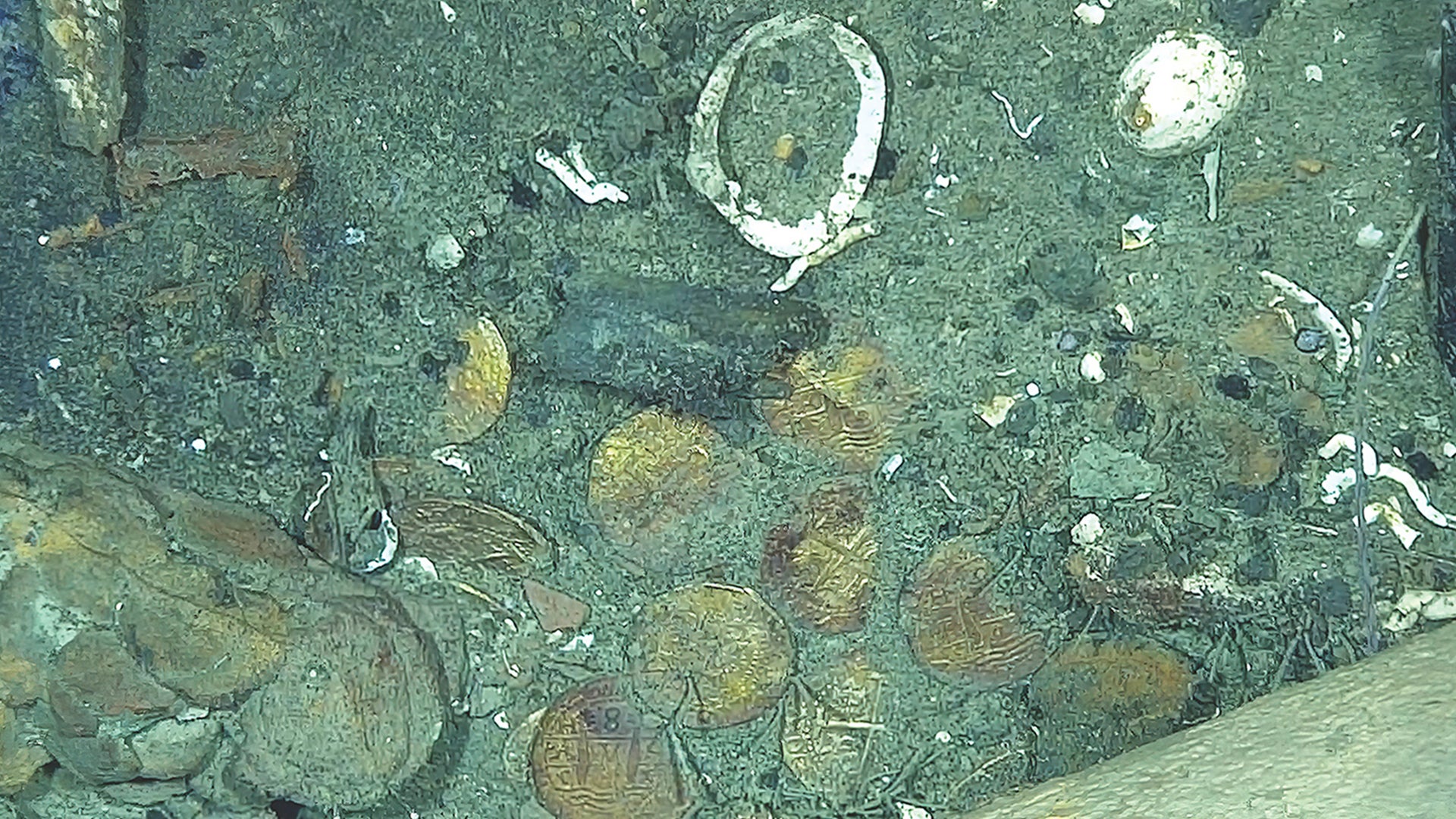 Undervattenfotografi av havsbotten med sjöstjärnor, skal och sediment på sandigt underlag.