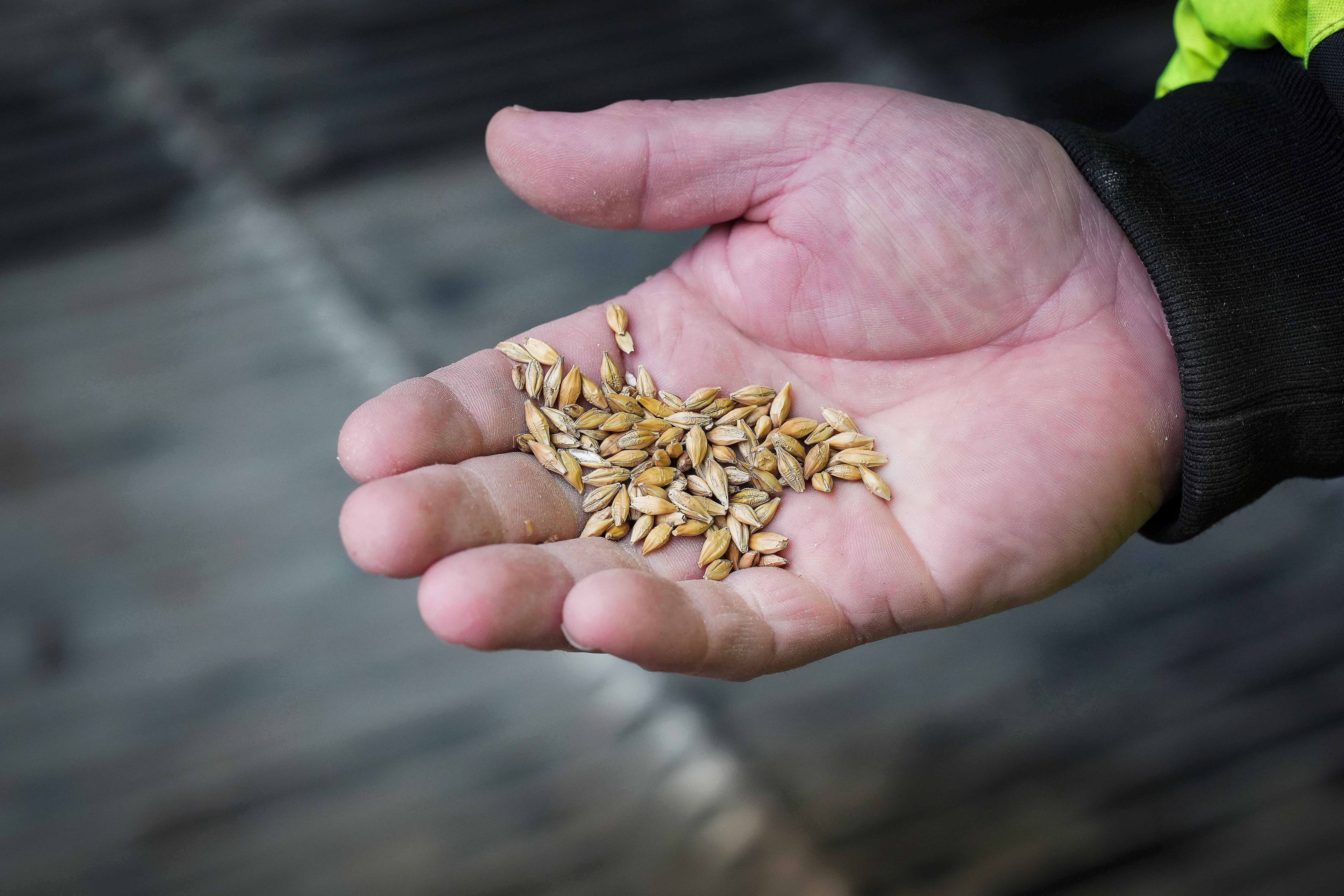 En hand håller en handfull frön