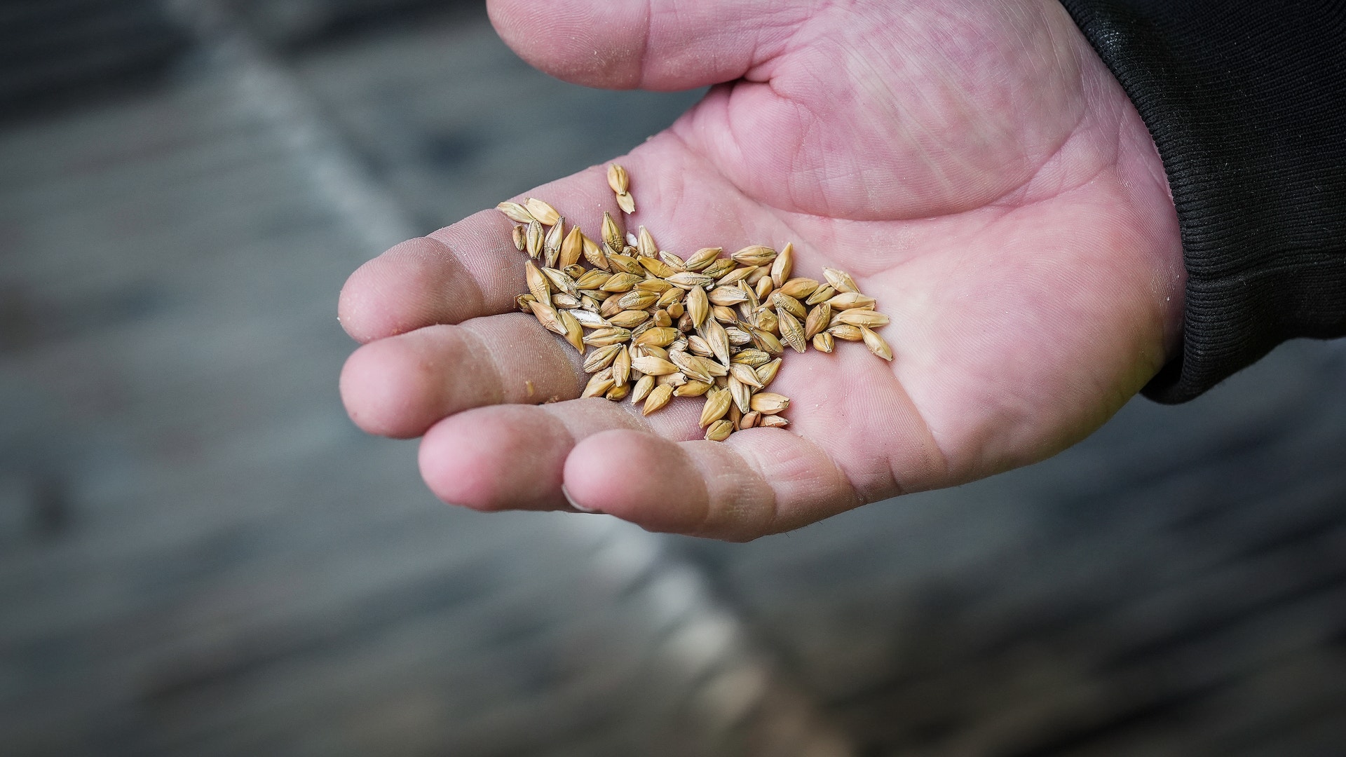 En hand håller en handfull frön
