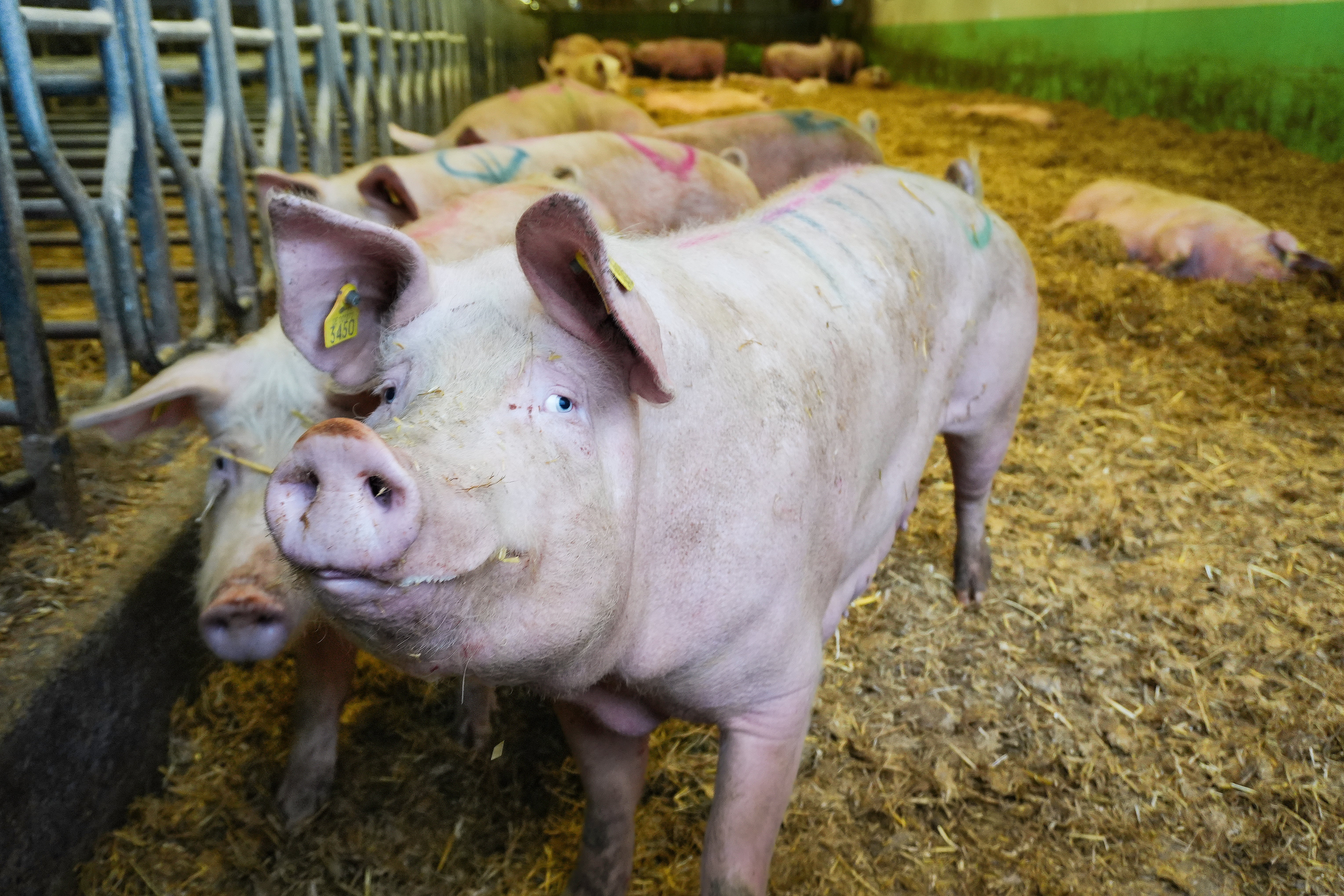 Grisar på en gård med halm och metallstaket i bakgrunden.