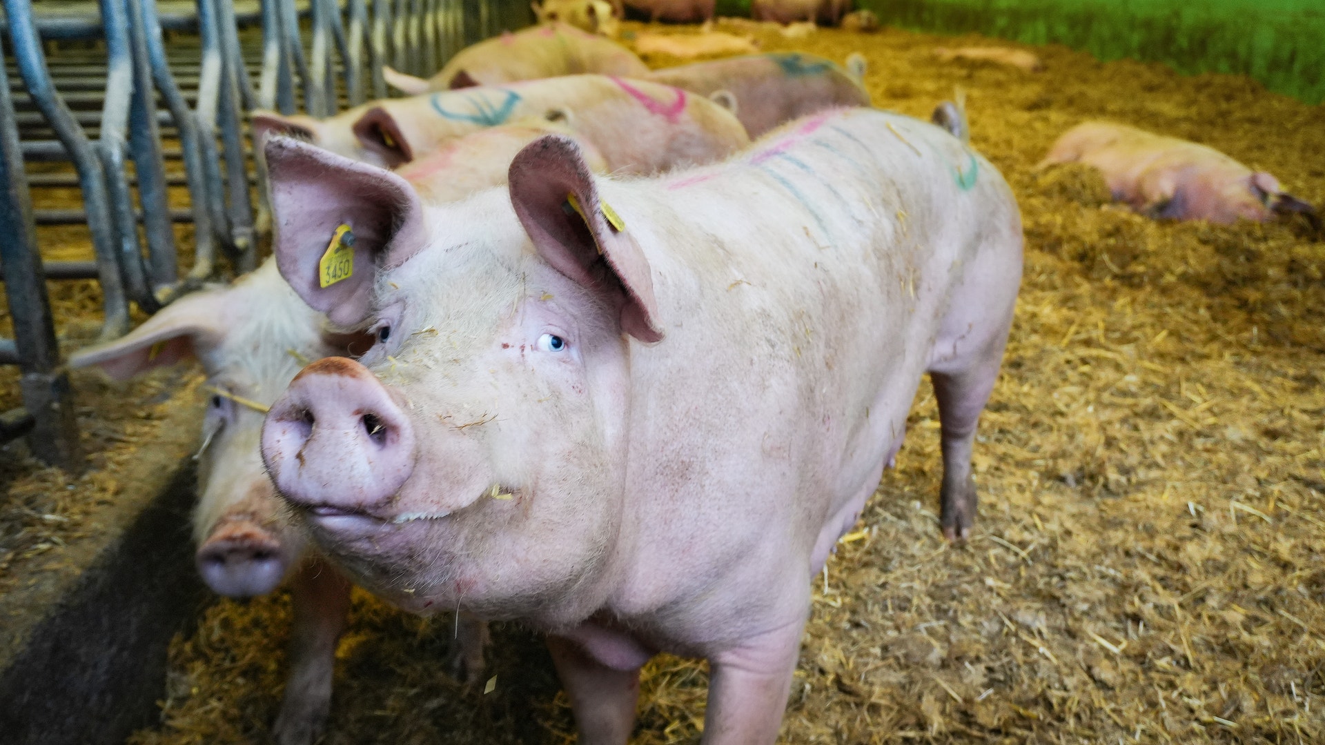 Grisar på en gård med halm och metallstaket i bakgrunden.