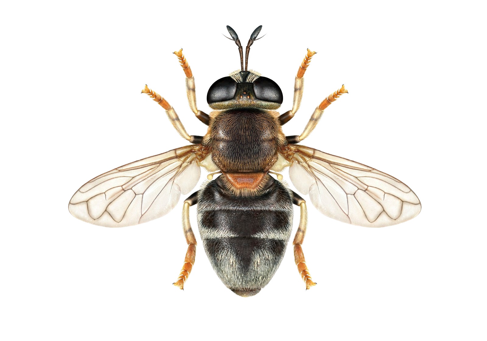 Rödmyreblomfluga fotograferad från ovan. Insekten har en svart kropp med vita strimmor, stora ögon, orangegula ben och genomskinliga vingar.