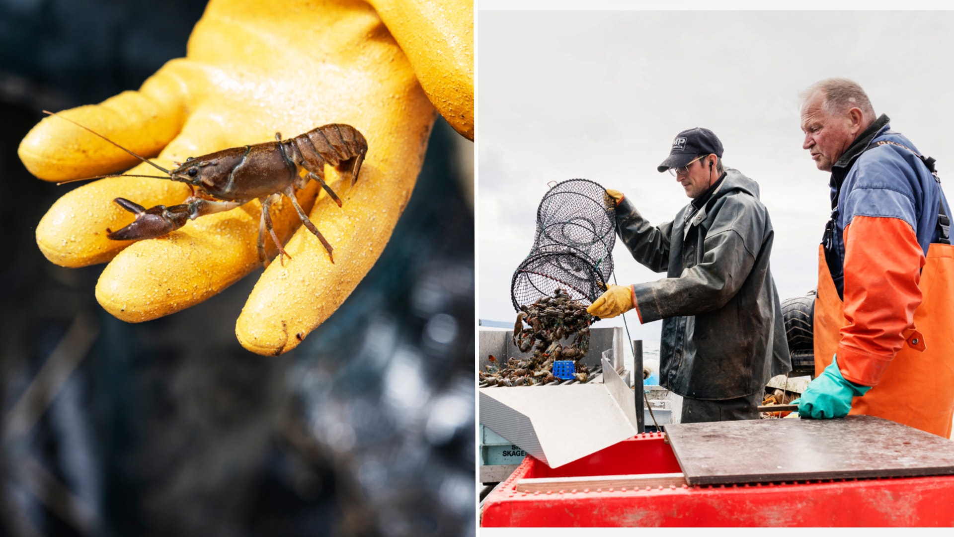 Delad bild: vänster visar en myra på en gul hand, höger visar två fiskare som arbetar med en fiskbur vid vatten.