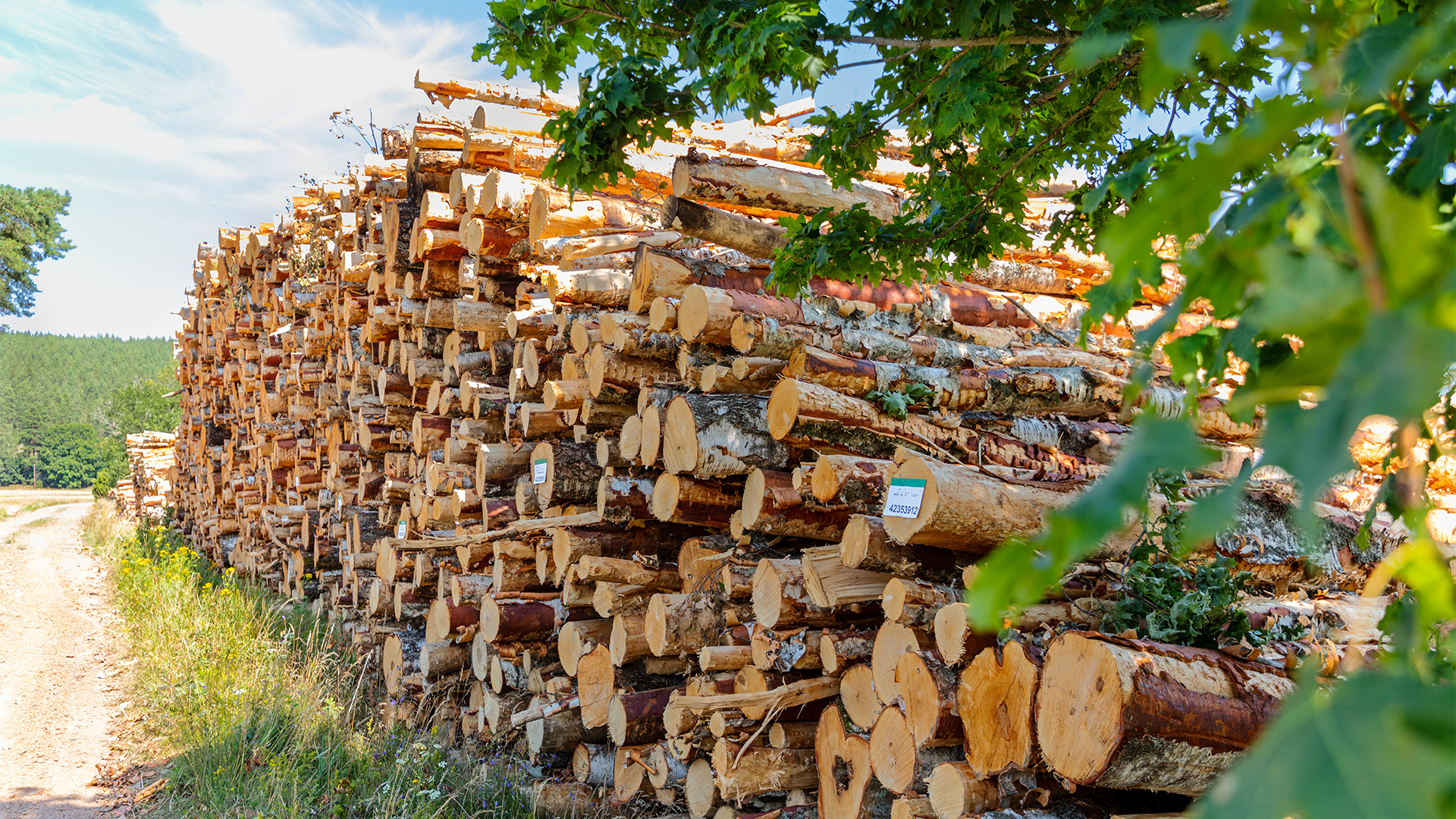 Analytiker: Ljusning i skogen – det missar marknaden