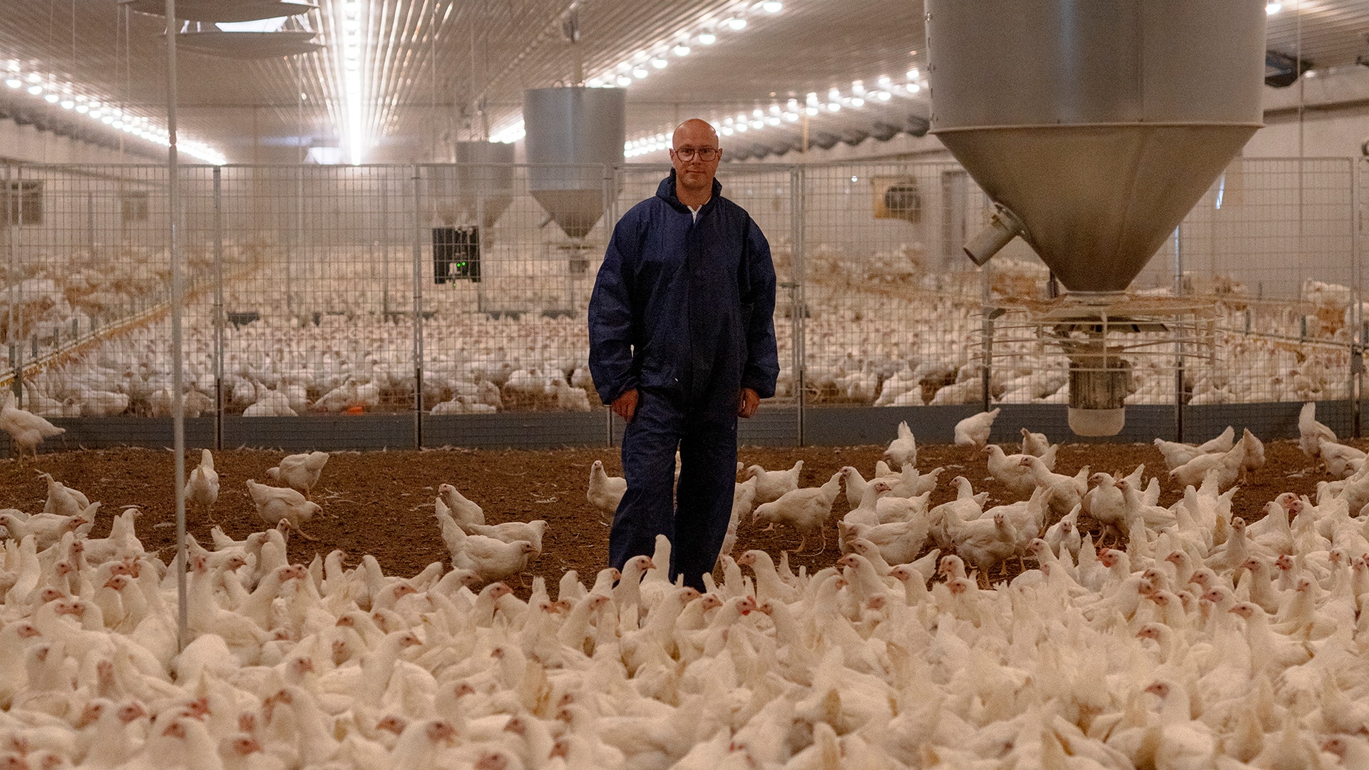 En man i mörkblå overall står bland vita kycklingar i en stor kycklingfarm med industriell belysning och utfodringsutrustning.